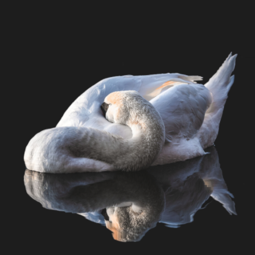 Schwan schlafend (Print)