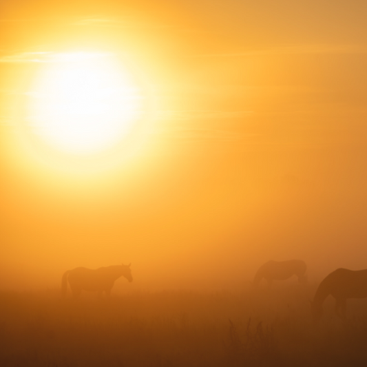 Pferde bei Sonnenuntergang (Print)