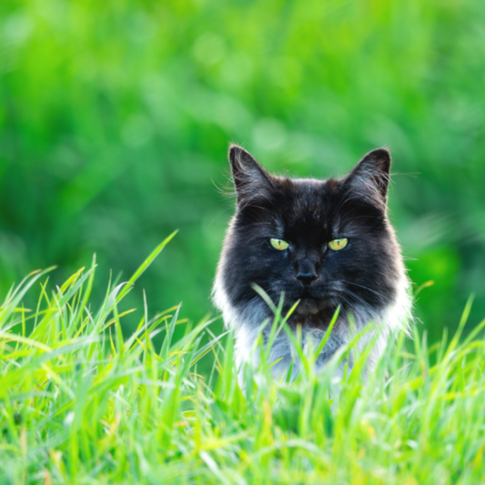 Katze im Gras (Print)