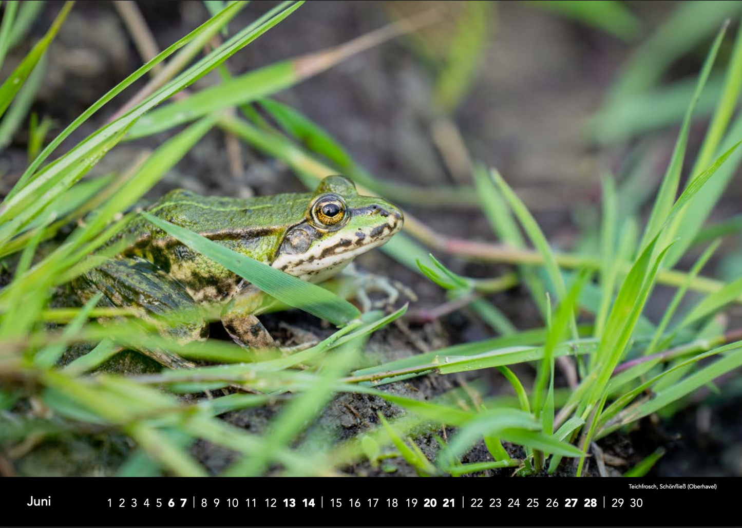 Kalender Naturblicke 2026 A4 Quer