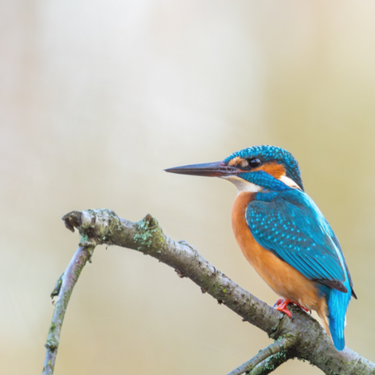 Eisvogel2 (Print)